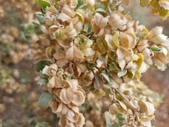 Atriplex nummularia