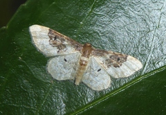 Idaea rusticata