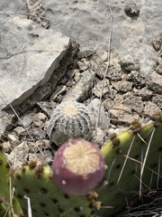 Echinocereus reichenbachii caespitosus