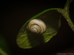 Posorites conscendens