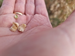 Atriplex nummularia