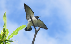 Artamus leucorynchus