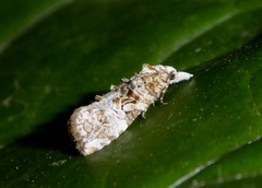 Phtheochroa rugosana