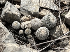 Echinocereus reichenbachii caespitosus