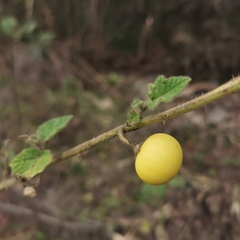 Solanum myriacanthum