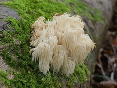 Hericium alpestre