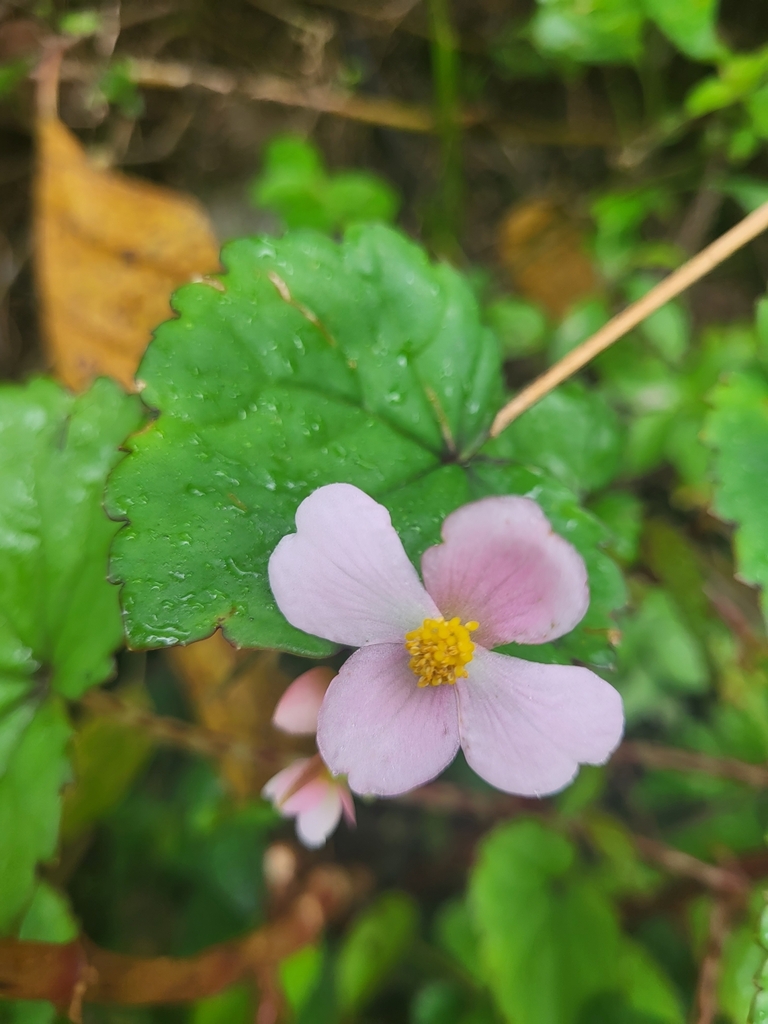 Begonia johnstonii