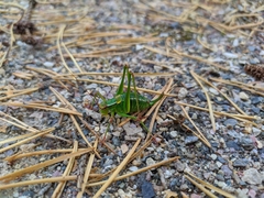 Barbitistes constrictus