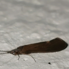 Ceraclea dissimilis