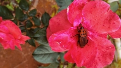 Rhynchophorus ferrugineus
