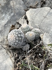 Echinocereus reichenbachii caespitosus