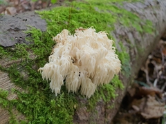Hericium alpestre