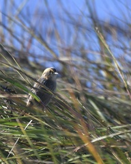 Ammospiza nelsoni