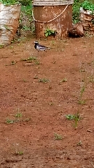 Motacilla maderaspatensis