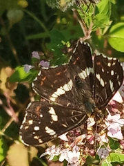 Araschnia levana