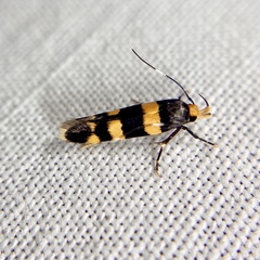 Limnaecia polycydista