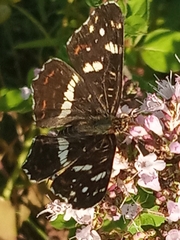 Araschnia levana