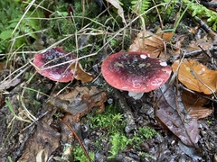 Russula atropurpurea