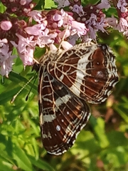 Araschnia levana
