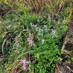 Corydalis decumbens
