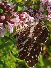Araschnia levana