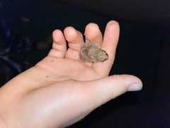 Arthroleptis stenodactylus