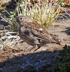 Melanodera xanthogramma