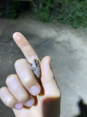 Arthroleptis stenodactylus