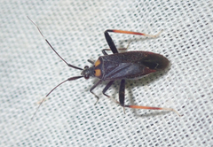 Taedia