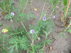 Erodium stephanianum