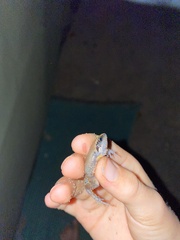 Arthroleptis stenodactylus