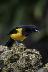 Icterus wagleri