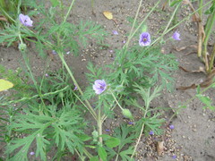 Erodium stephanianum