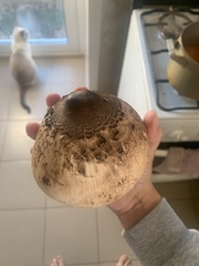Macrolepiota procera