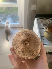 Macrolepiota procera