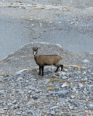 Rupicapra rupicapra balcanica