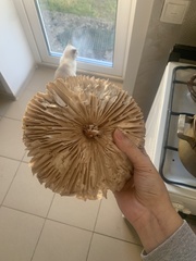 Macrolepiota procera