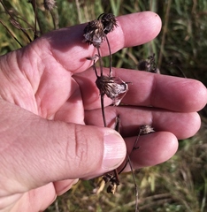 Cirsium arvense integrifolium