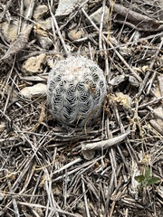 Echinocereus reichenbachii caespitosus