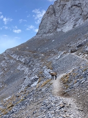 Rupicapra rupicapra balcanica