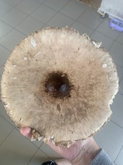 Macrolepiota procera