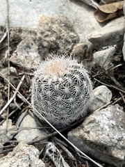 Echinocereus reichenbachii caespitosus