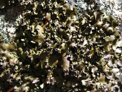 Umbilicaria polyphylla