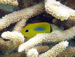 Chaetodon plebeius