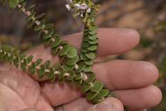 Scholtzia uberiflora