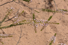 Scholtzia uberiflora