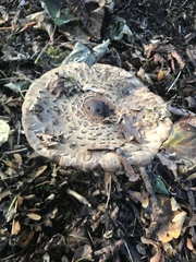 Chlorophyllum olivieri