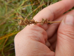 Micranthes hieraciifolia