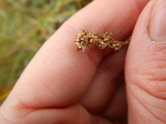 Micranthes hieraciifolia