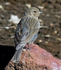 Geospizopsis unicolor